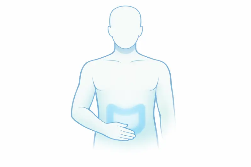 Silueta humana simplificada, sin distinción de sexo, con el intestino grueso resaltado, que indica el interés por el cribado precoz mediante colonoscopia.