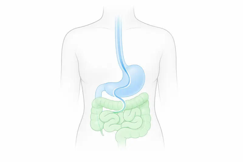 Doctor and patient with diagram showing gentle endoscope examination of the upper digestive tract on a clean background.