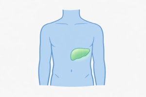 Fatty Liver Disease: What It Is and Why It’s Often Missed