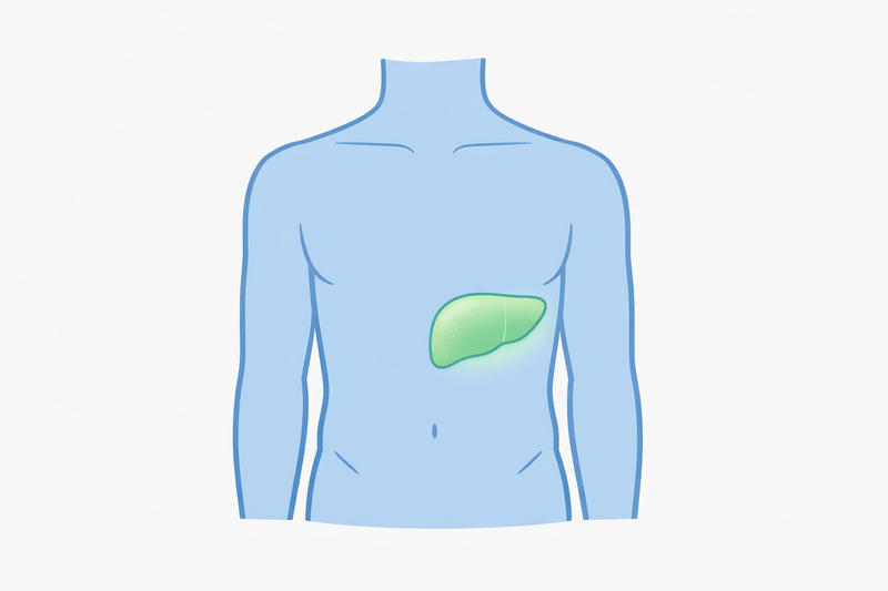Fatty Liver Disease: What It Is and Why It’s Often Missed