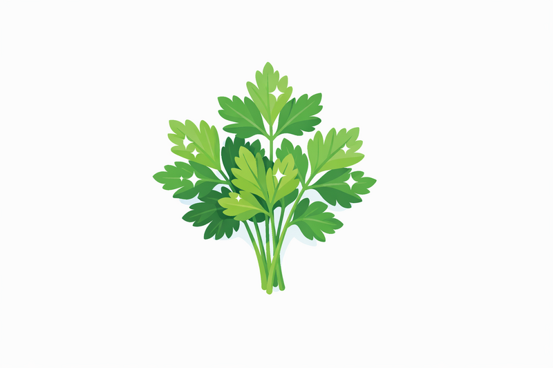 Parsley Nutrition: Vitamins, Health Benefits, and Possible Risks